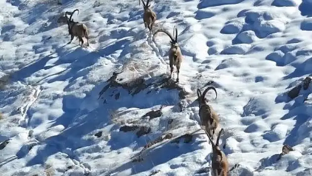 Kahramanmaraş'ta yaban keçileri görüntülendi