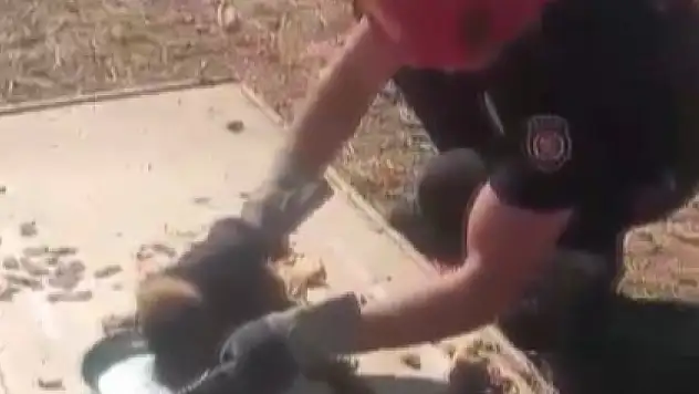 Ekipler yavru köpek için seferber oldu!