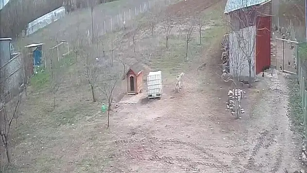 Kangal köpeğinin refleksi gündem oldu!