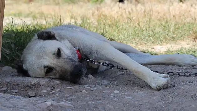 Kangal köpeklerinin yaz sıcağıyla imtihanı