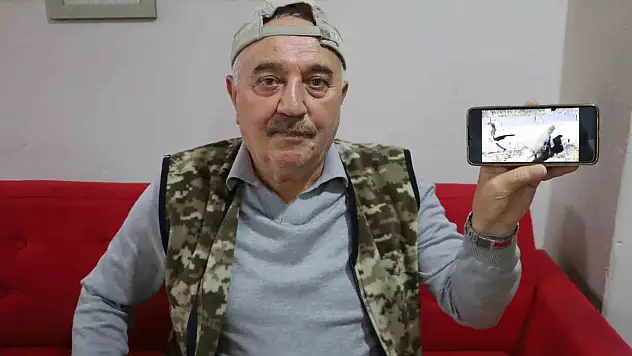 Kedi ve tilki dostluğu: Aynı yemekten paylaştılar