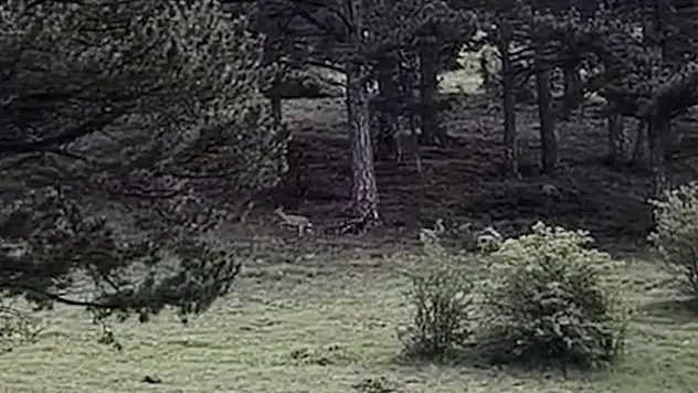 Karacalar büyük sevinç yaşattı: O anlar kamerada