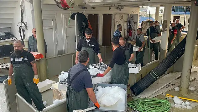 Kasalarca hamsi çıktı!