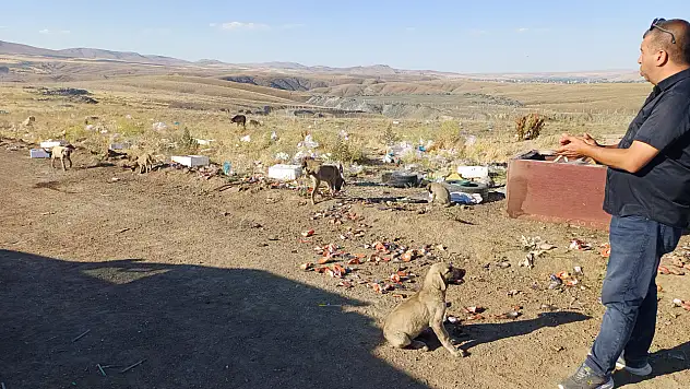 Kayser'de sokak hayvanlarına balık ziyafeti - Haftada yaklaşık 3 ton!