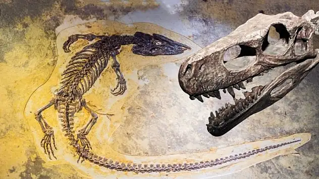 Kayseri, 7,5 milyon yıllık fosillerle dünya sahnesine çıkıyor!