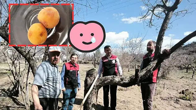 Kayseri bu yıl meyvesiz kaldı: Sadece 2 kayısı topladılar!