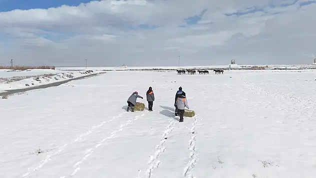 Kayseri Büyükşehir Belediyesi kış şartlarında dilsiz dostları unutmadı