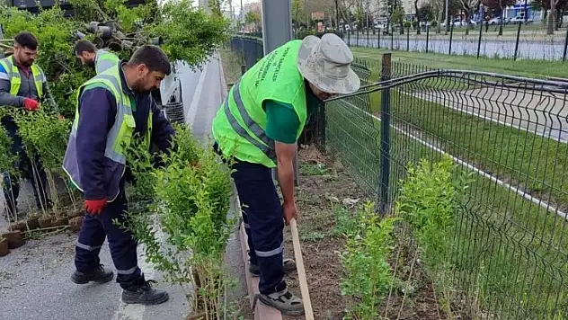 Kayseri Büyükşehir'den şehir estetiğine yeşil dokunuş