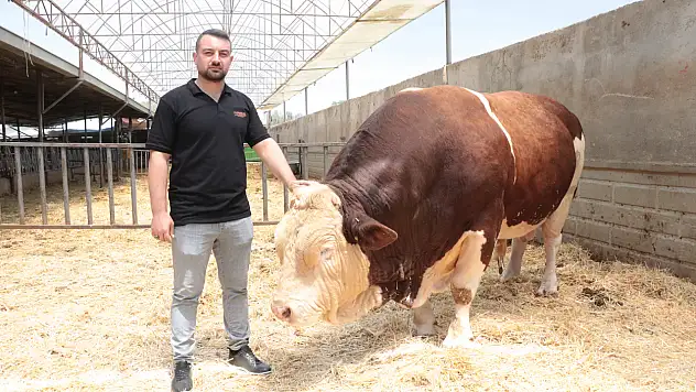 Kayseri'de 1,4 tonluk kurban Poyraz alıcısını bekliyor!