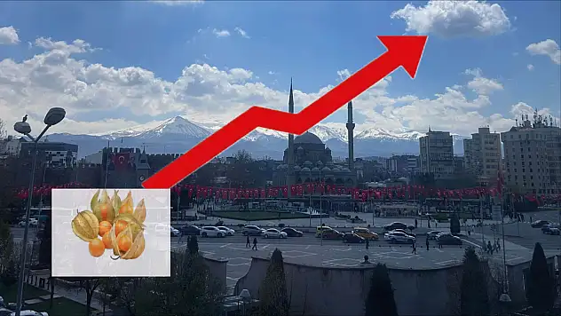 Kayseri'de 100 Gramı 350 TL Fidesi 6 TL!