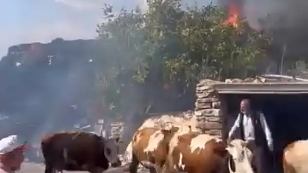Kayseri'de 4 bin balyası küle döndü! 30 hayvanı için harekete geçtiler