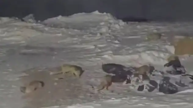 Kayseri'de aç kalan tilkiler maden ocağına indi!