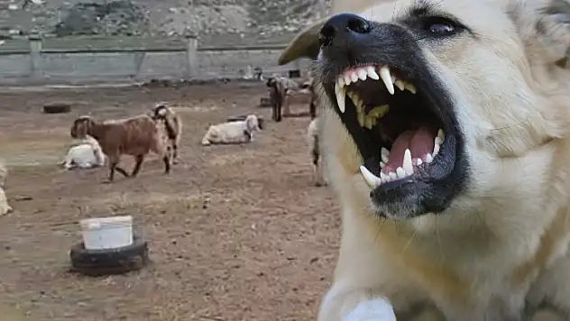 Kayseri'de ağılda ağır bilanço! Başıboş köpekler küçükbaş hayvanları telef etti