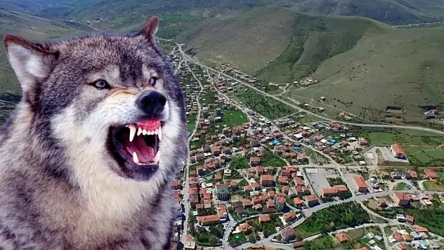 Kayseri'de ahıra kurt girdi, 41 koyun telef oldu!