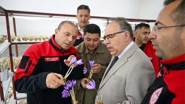 Kayseri'de alternatif tarım! Safran üretimi incelendi…