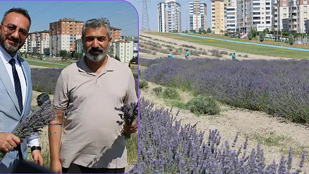Kayseri'de alternatif tarımda yeni umut: Kocasinan'da 4. lavanta hasadı!