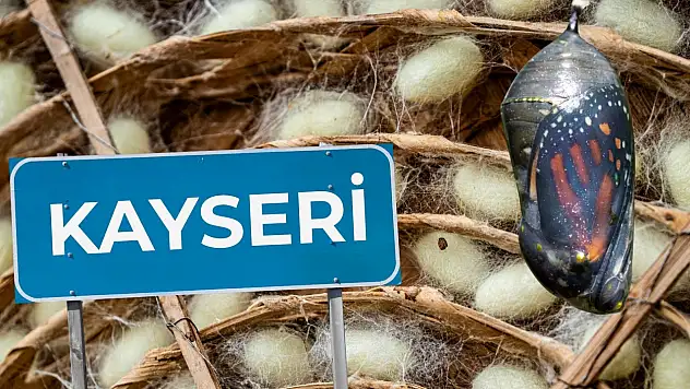 Kayseri'de altın koza parlıyor: İç Anadolu'da canlanıyor!