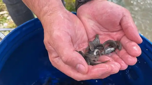 Kayseri'de anlamlı proje: 10 bin alabalık suya bırakıldı!