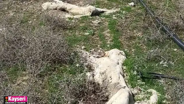 İki köpek ayakları bağlı şekilde ölü bulundu