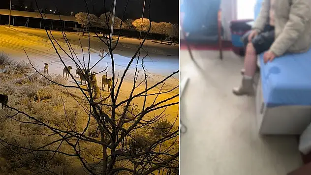 Kayseri'de bir çocuk sokak köpeğinin saldırısına uğradı!