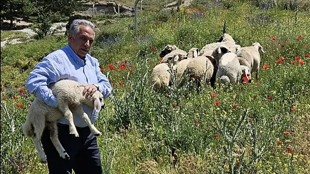 Kayseri'de bir grup kurbanlık firar etti