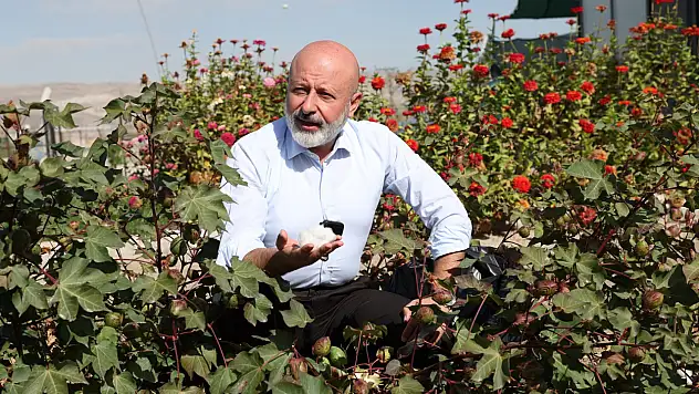 Kayseri'de bir ilk - Kocasinan'da başarılı bir şekilde yetişti, hasadı yapıldı!