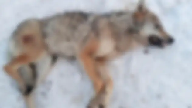 Kayseri'de bir mahalleye inen kurt ölü bulundu!