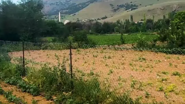 Kayseri'de bir üretici maliyet kurtarmadı dedi elma ağaçlarını söktü