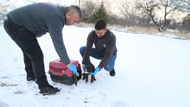Kayseri'de bir yılda 4 bin 300 minik dostun yardımına koştular