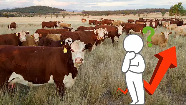 Kayseri'de büyükbaş hayvan sayısı arttı!