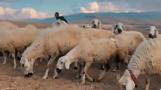 Kayseri'de Büyükşehir'den çiftçiye büyük destek: 19 koyunluk başarı!