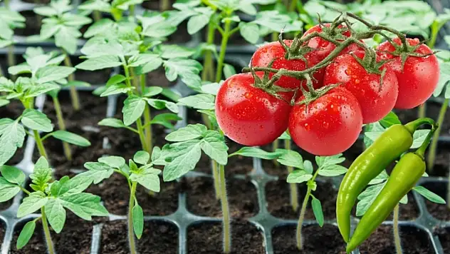 Kayseri'de çiftçiye dev destek! Binlerce domates ve biber fidesi teslim edildi