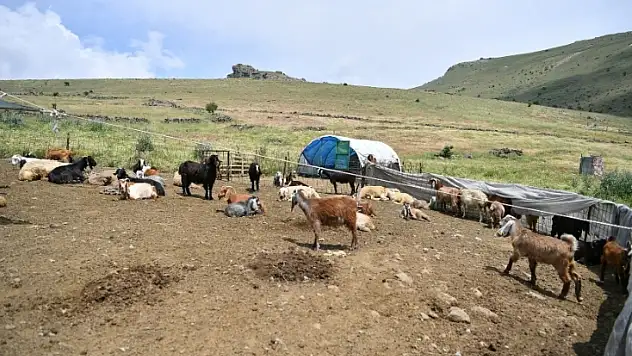 Kayseri'de dev proje: 10 bin hayvan kesintisiz suya kavuşacak!
