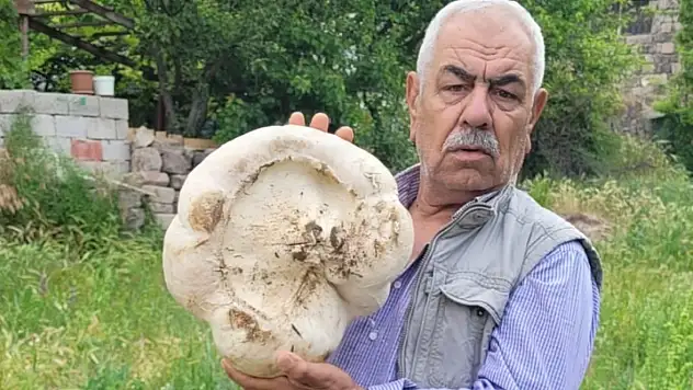 Kayseri'de devasa büyüklükte mantar bulundu