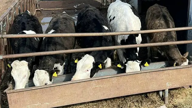 Kayseri'de doğan buzağılar için tek numara: 87 bin kayıt ortaya çıktı