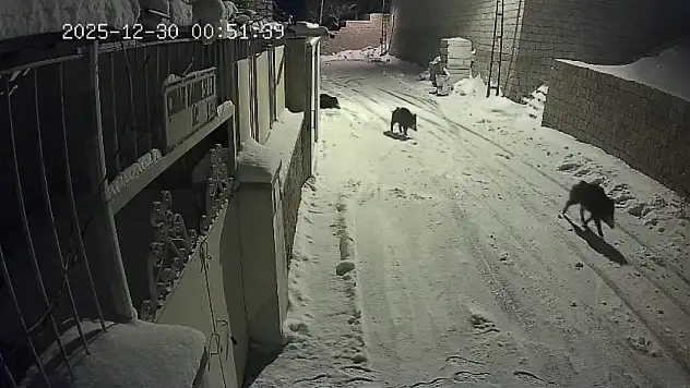 Kayseri'de domuz sürüsü güvenlik kameralarına yansıdı