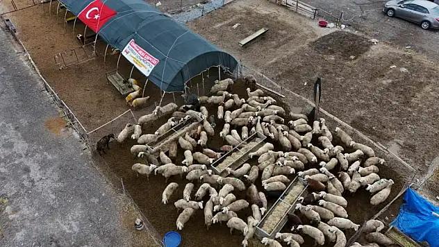 Kayseri'de geçen yıl 46 bin olan kurban kesim sayısı bu yıl 53 binin üzerine çıktı