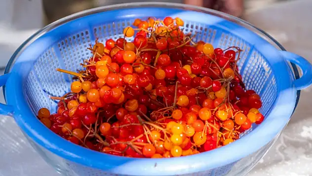 Kayseri'de geliriyle dudak uçuklatan meşhur bitki tarıma yeni alternatif oldu!