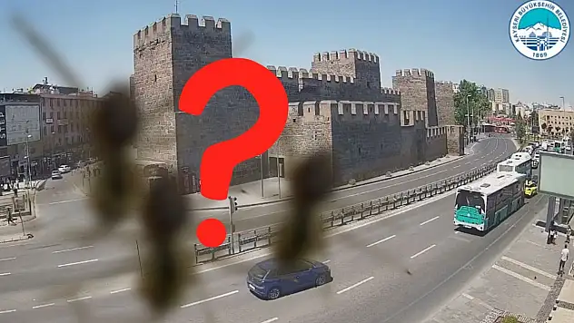 Kayseri'de görüldü, bölgede panik yarattı: 1 metre zıplayabiliyor ve zehirli…