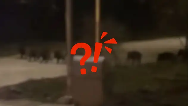 Kayseri'de görüldü: Mahalle sakinleri tedirgin!