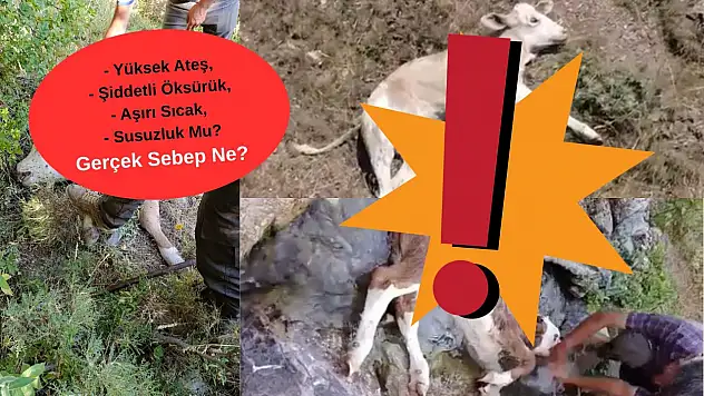 Kayseri'de hayvan ölümleri alarmı! Peş peşe gelen iddialar ortalığı karıştırdı