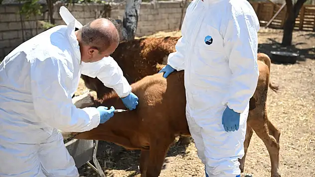 Kayseri'de hayvan pazarlarının açılmasına adım adım: İl Müdürü yine sahalarda!
