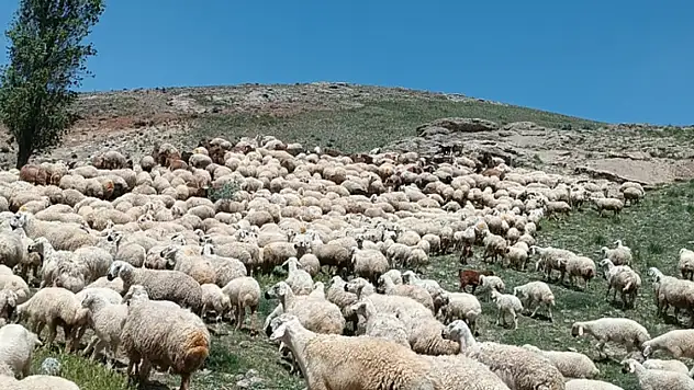 Kayseri'de hayvan sürüsüne saldırı iddiası – Çobanların darp edildiği öne sürüldü!