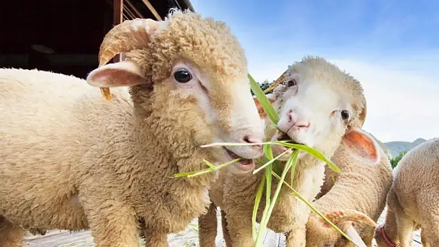 Kayseri'de hayvancılık destekleme askı listeleri yayımlandı