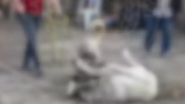 Kayseri'de hayvanlara eziyet eden şahıslar yakalandı - Köpek koruma altına alındı!