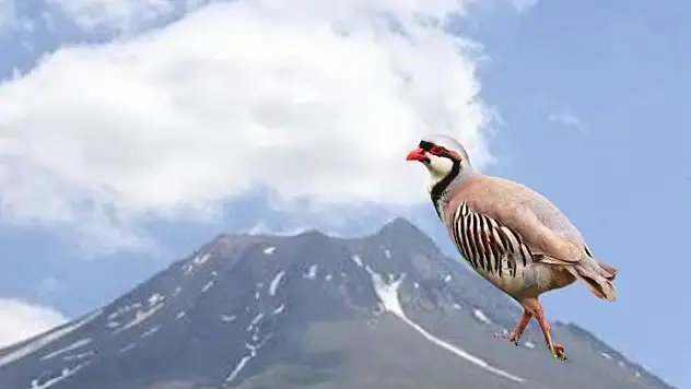 Kayseri'de herkes bu deyimi biliyor ama kimse hikayesini anlatmıyor