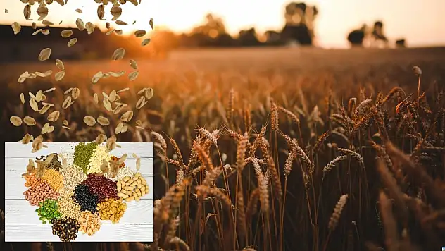 Kayseri'de hububat ekimi tartışması: Sık mı seyrek mi?