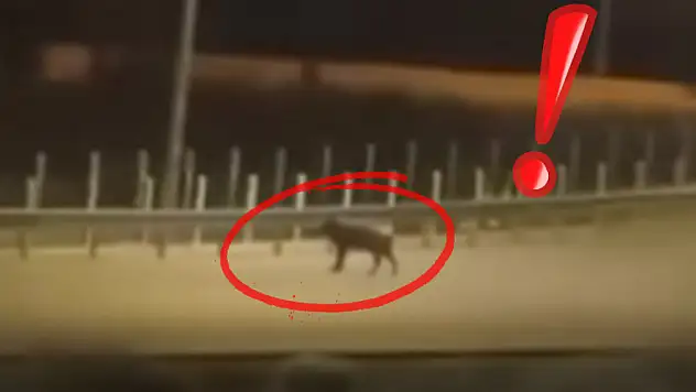 Kayseri'de ilçe merkezinde domuz yavrusu görüldü!