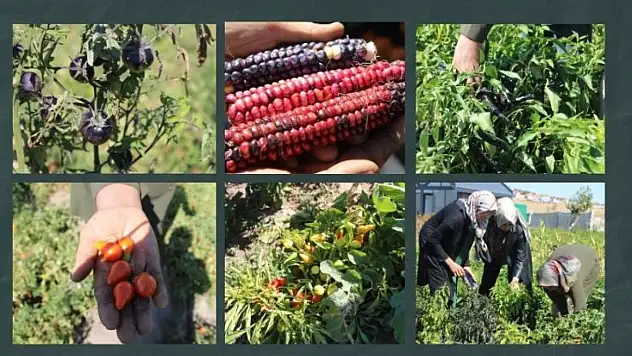 Kayseri'de kadın eliyle tarımda devrim! 77 çeşit ürün tek bahçede yetişti