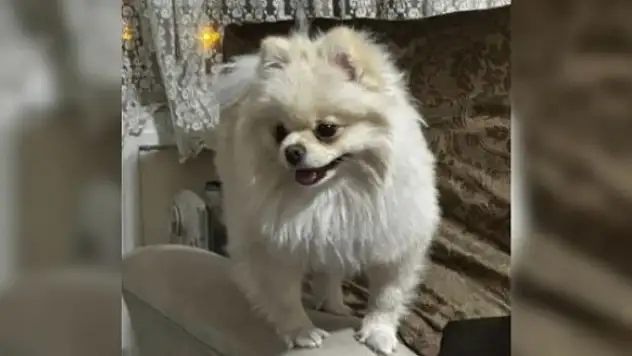 Kayseri'de kaybolan 'Ayten' aranıyor: Bulana 50 bin TL ödül!